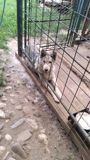 Dau Husky gratis - imagine 4