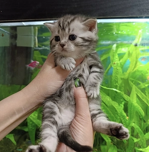 British short hair brown 