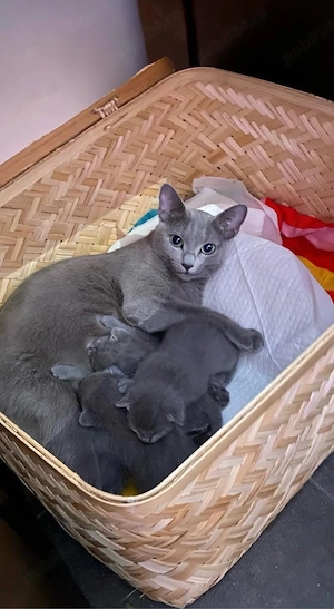 pui albastru de rusia 