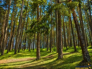 Incantator parc privat, 1.500mp: casa  pensiune  refugiu montan, Sacele, Brasov - imagine 4