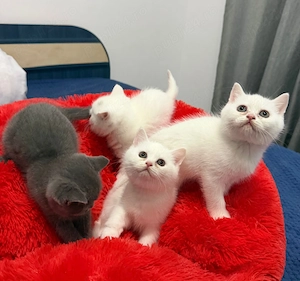 Pui British shorthair  - imagine 5