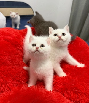 Pui British shorthair 