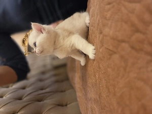 British Shorthair Silver Chinchilla - imagine 3