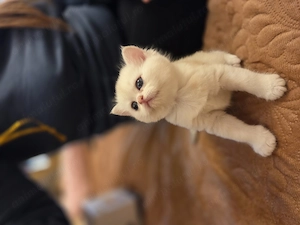 British Shorthair Silver Chinchilla - imagine 2