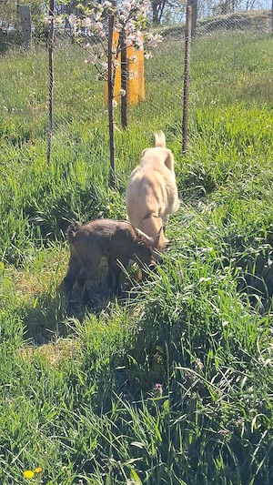 Capra pitica si țap pitic - imagine 2