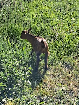 Capra pitica si țap pitic