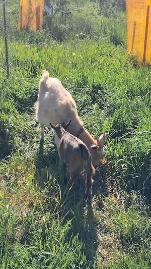 Capra pitica si țap pitic - imagine 3