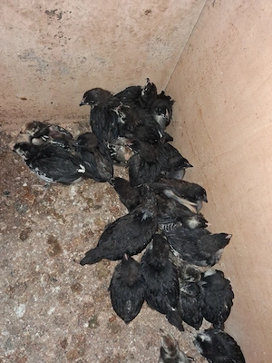 Pui Australorp cu Negru de  Moravia 