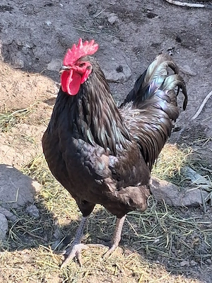 Pui Australorp cu Negru de  Moravia  - imagine 2