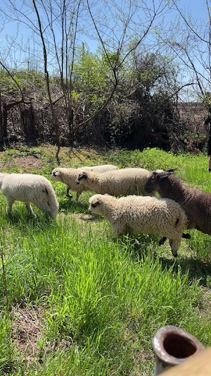 schimb 2 mielute din rasă bună de lapte și  carne