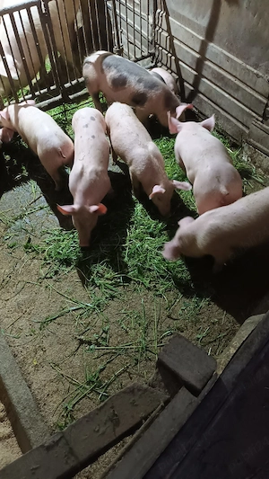 Purcei de 9 saptamani