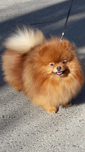     Fetita de pomeranian orange superba. - imagine 4