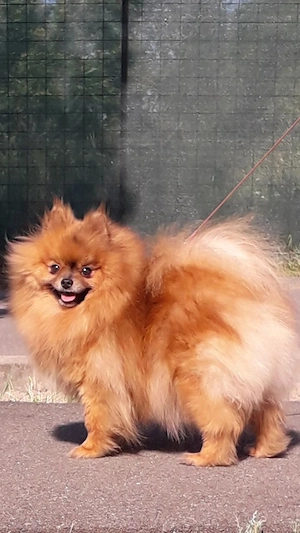     Fetita de pomeranian orange superba. - imagine 3