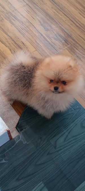     Fetita de pomeranian orange superba. - imagine 2