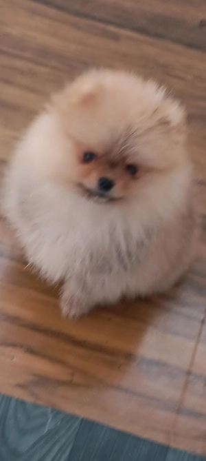 Pui baietel de pomeranian orange de calitate. - imagine 2