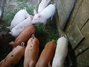 Purceii de vânzare 
