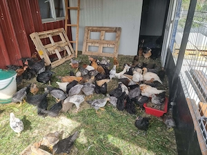 Pui de casa rasa mixta diferite marimi - imagine 2