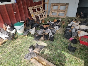 Pui de casa rasa mixta diferite marimi - imagine 3