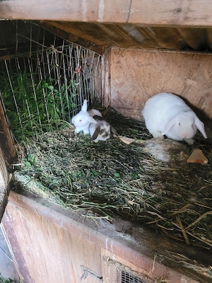 Iepurasi berbec german pitic - imagine 2