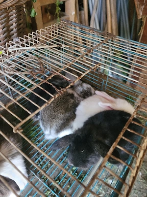 Iepurasi berbec german pitic - imagine 3