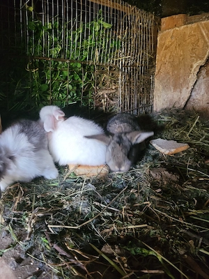 Iepurasi berbec german pitic - imagine 4