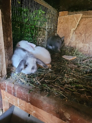 Iepurasi berbec german pitic