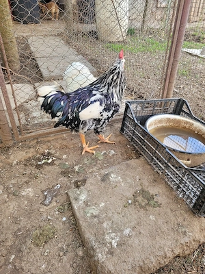 Cocos rasa Pita Pinta Roxa - imagine 4