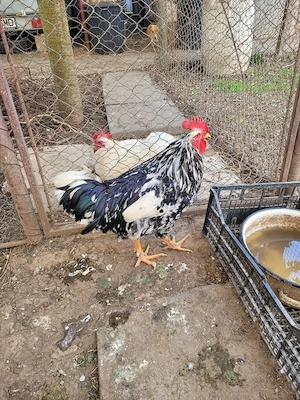 Cocos rasa Pita Pinta Roxa - imagine 5