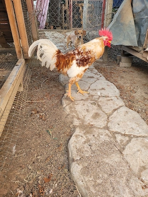 Cocos rasa Pita Pinta Roxa - imagine 3