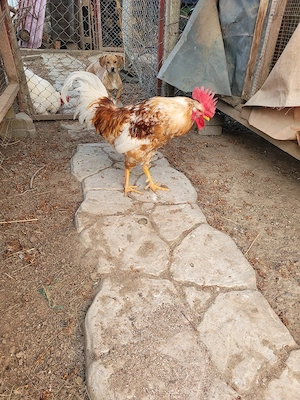 Cocos rasa Pita Pinta Roxa - imagine 2