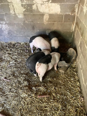 vând purcei - imagine 3