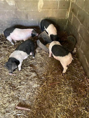 vând purcei - imagine 2