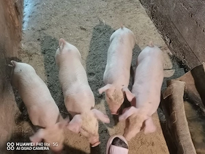 vand purcei - imagine 3