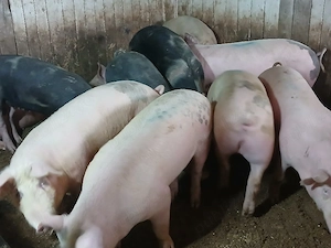 porci de carne  - imagine 2