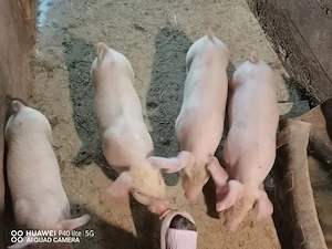 vand purcei - imagine 2