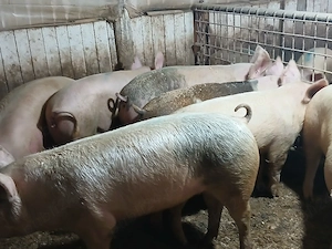 porci de carne  - imagine 4