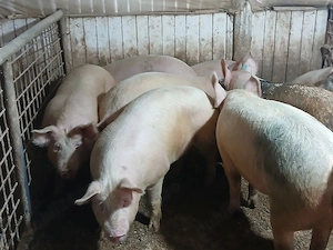 porci de carne  - imagine 3