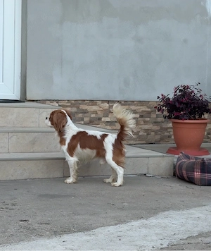 cavalier king charles - imagine 3