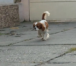 cavalier king charles - imagine 2