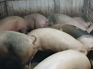 porci de carne  - imagine 4