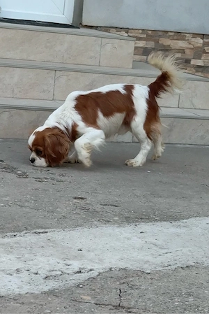cavalier king charles - imagine 5