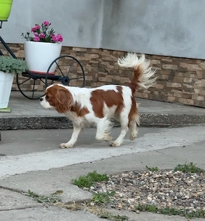 cavalier king charles - imagine 4
