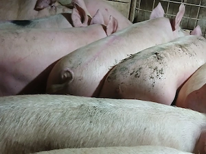 porci de carne  - imagine 4