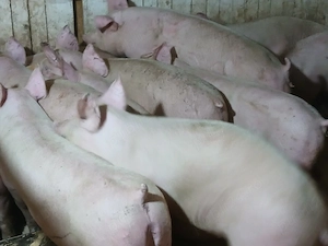 porci de carne 