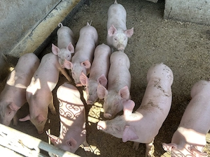 Căutăm casă nouă
