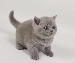 British Shorthair 