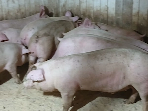 porci de carne  - imagine 2