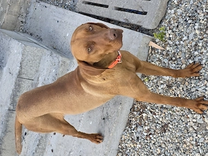 Vizsla maghiară  - imagine 2