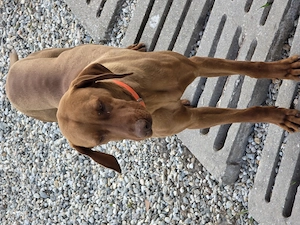 Vizsla maghiară  - imagine 4