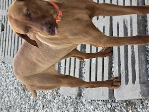 Vizsla maghiară  - imagine 3